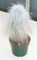 Cephalocereus Senilis